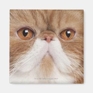 Exotische shorthair (2,5 jaar oud) magneet