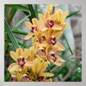 Exotische Star Orchids Poster (Voorkant)