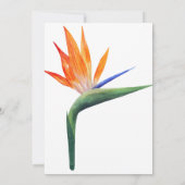 exotische strelizia - vogel van de paradijsbloem kaart (Achterkant)