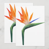 exotische strelizia - vogel van de paradijsbloem kaart (Voorkant / Achterkant)