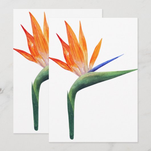 exotische strelizia - vogel van de paradijsbloem kaart (Voorkant / Achterkant)