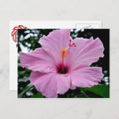 Exotische trompetbloem briefkaart (Voorkant / Achterkant)