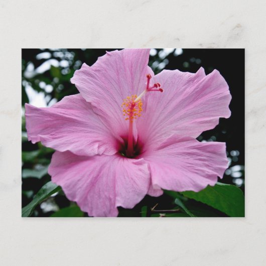 Exotische trompetbloem briefkaart (Voorkant)