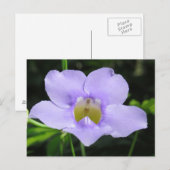 Exotische ventilator briefkaart (Voorkant / Achterkant)