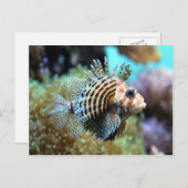 Exotische vis briefkaart (Voorkant / Achterkant)