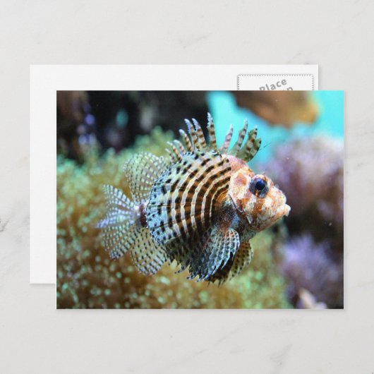 Exotische vis briefkaart (Voorkant / Achterkant)