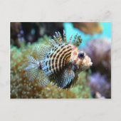 Exotische vis briefkaart (Voorkant)
