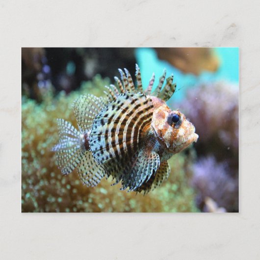 Exotische vis briefkaart (Voorkant)