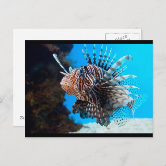 exotische vis briefkaart (Voorkant / Achterkant)