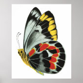  exotische vlinder 4 poster (Voorkant)