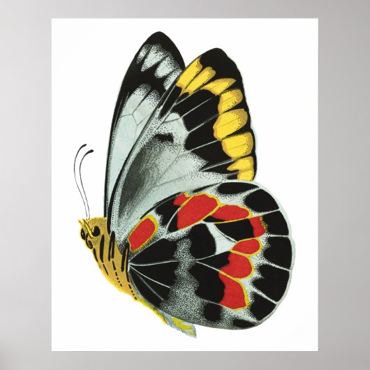  exotische vlinder 4 poster (Voorkant)