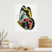  exotische vlinder 4 poster (Keuken)