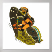  exotische vlinder 5 poster (Voorkant)