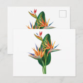 exotische vogel van de paradijsbloem briefkaart (Voorkant / Achterkant)