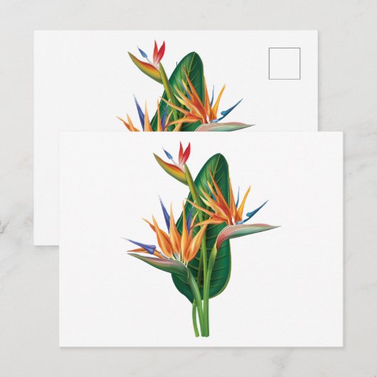 exotische vogel van de paradijsbloem briefkaart (Voorkant / Achterkant)