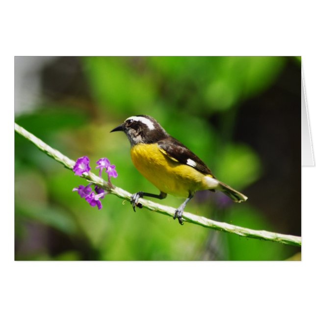 Exotische vogels (Voorkant Horizontaal)