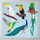 Exotische vogels poster (Voorkant)