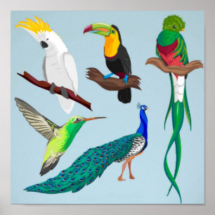 Exotische vogels poster