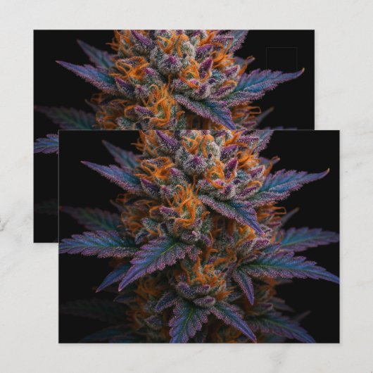 exotische wiet briefkaart (Voorkant / Achterkant)