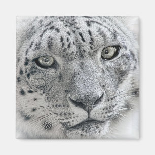 Exotische witte sneeuw Leopard foto Magneet