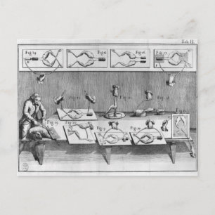 Experimenteren op kikkers briefkaart