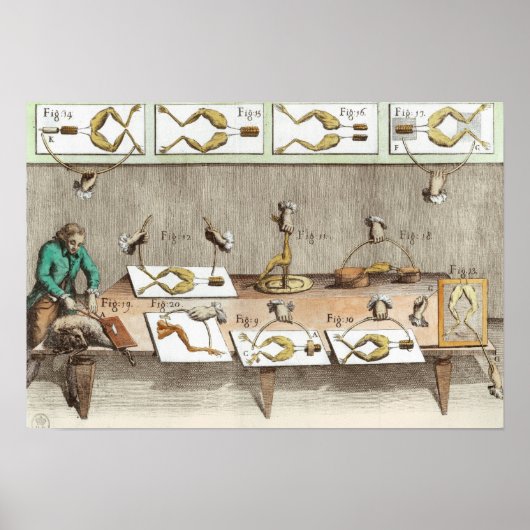 Experimenteren op kikkers poster (Voorkant)