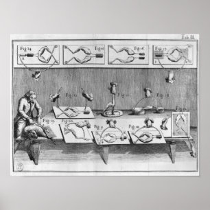 Experimenteren op kikkers poster