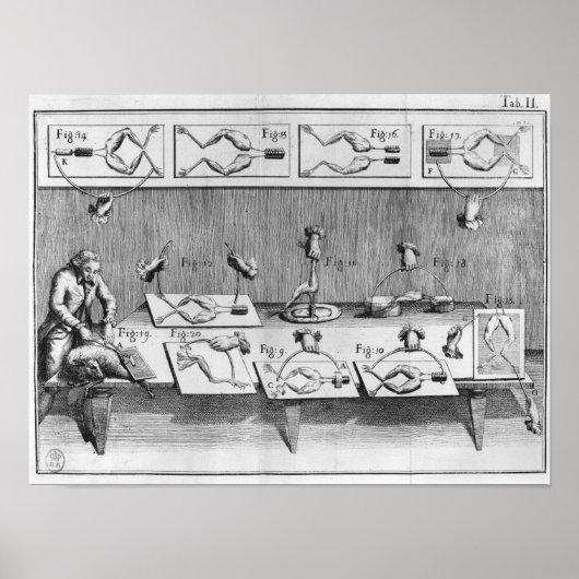 Experimenteren op kikkers poster (Voorkant)