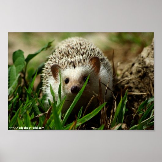 Explorer-poster Poster (Voorkant)