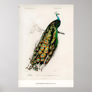 Expositie Kunstprint Charles dOrbigny Indiaas Poster