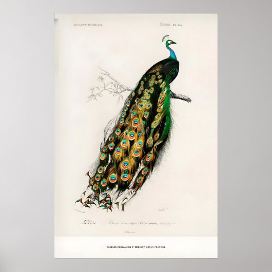 Expositie Kunstprint Charles dOrbigny Indiaas Poster (Voorkant)