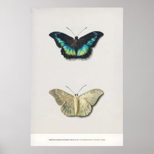 Expositie Kunstprint Georgius van Os Twee Poster