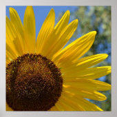 Express Love Sunflower Poster (Voorkant)