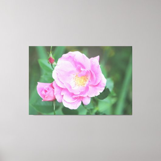 Extra groot roze rooscanvas canvas afdruk (Voorkant)