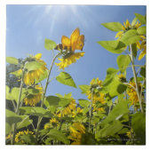 extra grote bij op zonnebloem tegeltje (Voorkant)