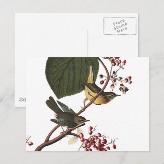 Extra Warbler van Audubon Briefkaart (Voorkant / Achterkant)