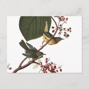 Extra Warbler van Audubon Briefkaart