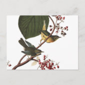 Extra Warbler van Audubon Briefkaart (Voorkant)