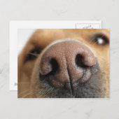 Extreem dichtbij een hondenneus. briefkaart (Voorkant / Achterkant)