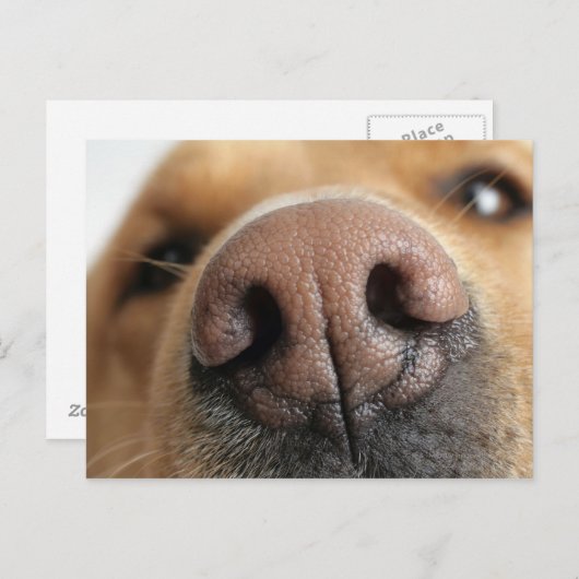 Extreem dichtbij een hondenneus. briefkaart (Voorkant / Achterkant)