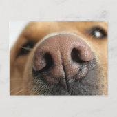 Extreem dichtbij een hondenneus. briefkaart (Voorkant)