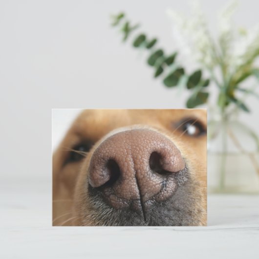 Extreem dichtbij een hondenneus. briefkaart (Staand voorkant)