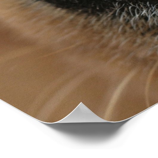 Extreem dichtbij een hondenneus. poster (Hoek)