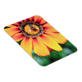 Extreme close-up van een bij die polen verzamelt magneet (Rechterzijde)