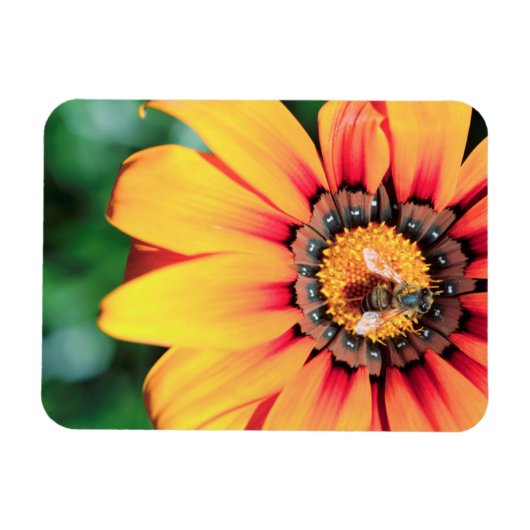 Extreme close-up van een bij die polen verzamelt magneet (Horizontaal)