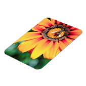 Extreme close-up van een bij die polen verzamelt magneet (Linkerzijde)