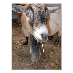 Extreme close-up van een Billy Goat Eating Hay Foto Afdruk