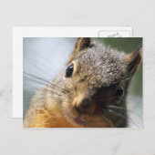Extreme Closeup Squirrel Afbeelding Briefkaart (Voorkant / Achterkant)