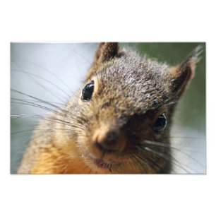Extreme Closeup Squirrel Afbeelding Foto Afdruk