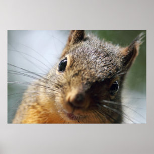 Extreme Closeup Squirrel Afbeelding Poster